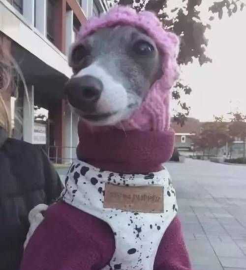 什么動(dòng)物冬天不敢出門打一生肖