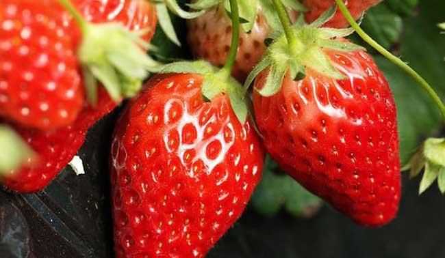 草莓放冷庫(kù)保鮮多少度合適呢