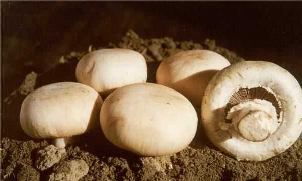 野蘑菇能吃怎么辨別,吃蘑菇的季節(jié)是幾月圖7