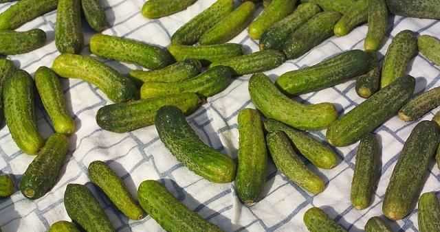老黃瓜怎么冷凍在冰箱冬季吃