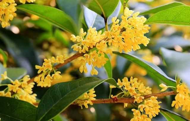 七夕是什么節(jié)，七夕描寫的是什么季節(jié)？圖1