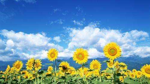 向日葵傳播種子的方法,什么樹是靠風(fēng)傳播種子圖2