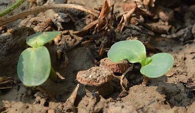 向日葵傳播種子的方法有哪些二年級(jí)語(yǔ)文