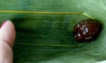 蜜棗粽子的做法，蜜棗粽子的做法和包法？圖13