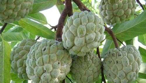 南方十月時(shí)蔬，水果有哪些