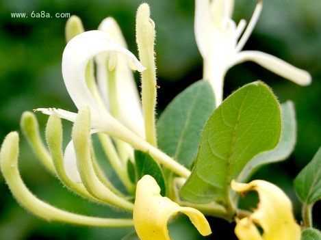 金銀花有什么用處和作用