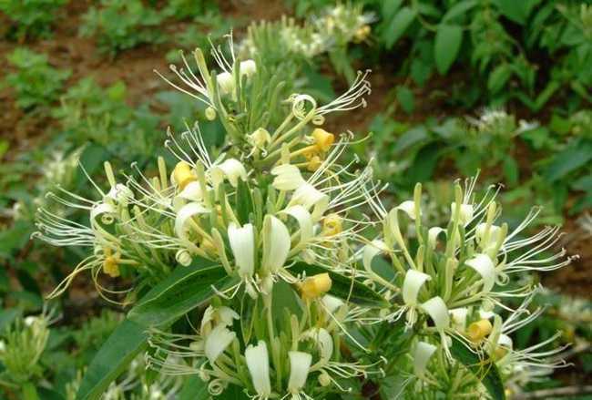 金銀花有什么用處和作用