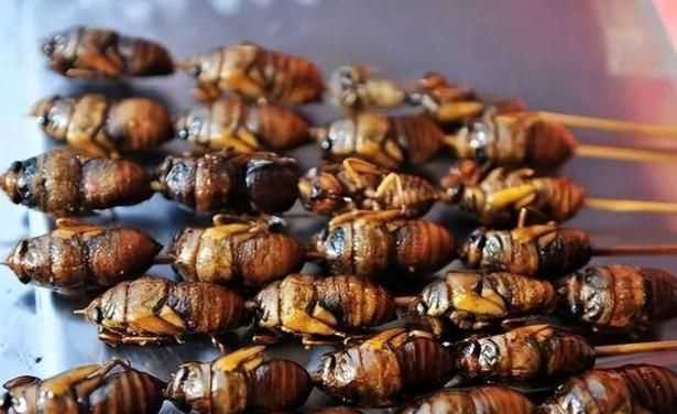 蟬能吃嗎 對人有害嗎