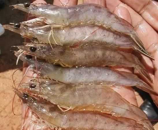 臭魚(yú)爛蝦是什么意思?