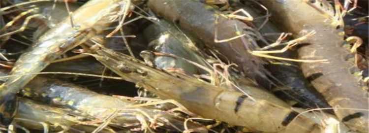 蝦臭了還能吃不