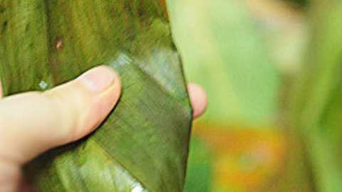 粽子用蒸鍋蒸多長時間,粽子蒸多久才能熟多長時間能煮熟圖5