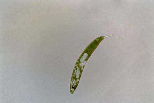 眼蟲(chóng)是植物還是動(dòng)物,眼蟲(chóng)是動(dòng)物還是植物圖2