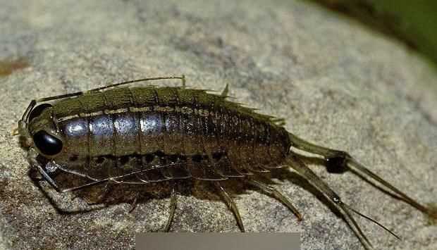 蟑螂會不會咬人有沒有毒