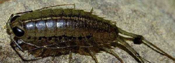 海蟑螂咬人,海蟑螂會不會主動咬人圖3