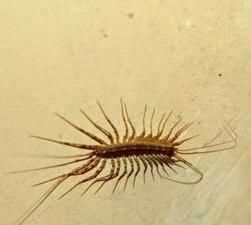 小蜘蛛爬過(guò)的床單不洗能睡嗎