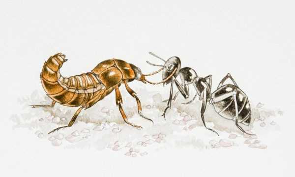 蚰蜒爬過(guò)的床單還能睡,前幾天下雨了嗎圖5