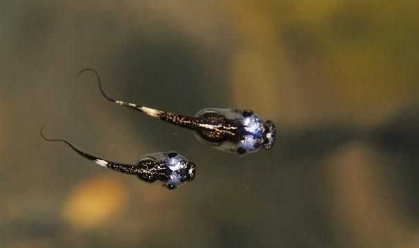 蝌蚪屬于哪一類(lèi)動(dòng)物