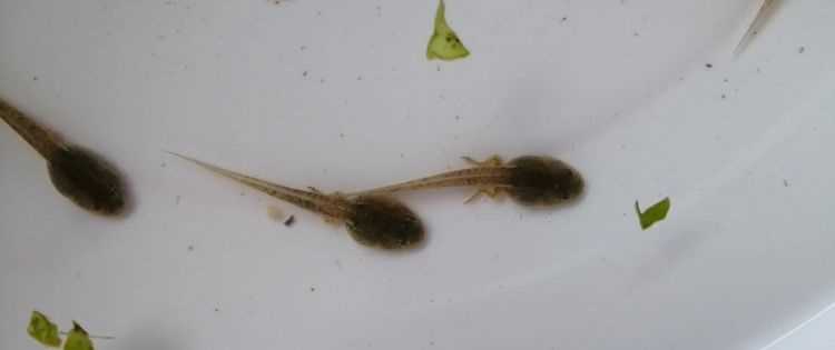 蝌蚪屬于什么類(lèi)的動(dòng)物