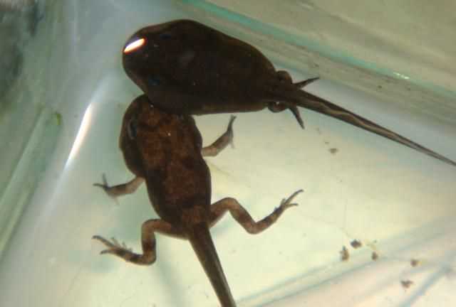 蝌蚪的什么動(dòng)物壽命不長(zhǎng)