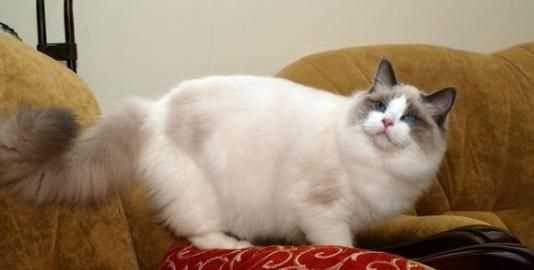 半米有多長(zhǎng)，誰(shuí)知道煮出3碗米飯需要多少大米?多少水？圖3