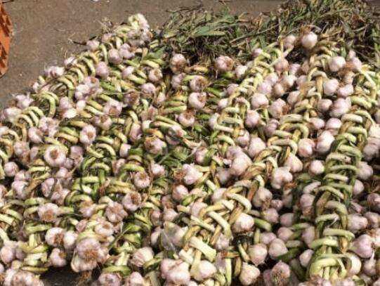 新蒜如何變成老蒜,新蒜頭怎么曬成老蒜圖4