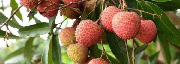 荔枝沒(méi)有冰箱如何保鮮,荔枝沒(méi)有冰箱怎么保鮮圖2