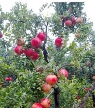 石榴籽有黑點(diǎn)能吃嗎，紅籽石榴怎么判斷好壞？圖3