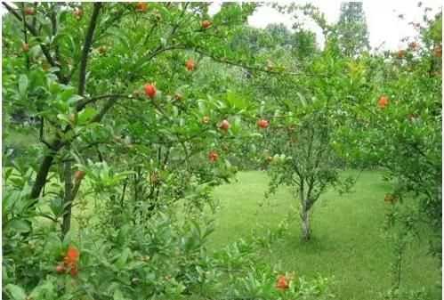 石榴籽有黑點(diǎn)能吃嗎，紅籽石榴怎么判斷好壞？圖4