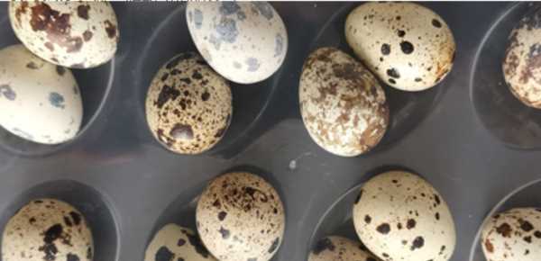 一個鵪鶉蛋頂幾個雞蛋,吃幾個鵪鶉蛋相當(dāng)于一個雞蛋圖2