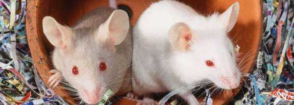 蟑螂屎和老鼠屎區(qū)分,蟑螂大便和老鼠大便區(qū)別圖3