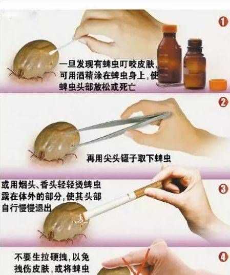 草蜱是什么動物