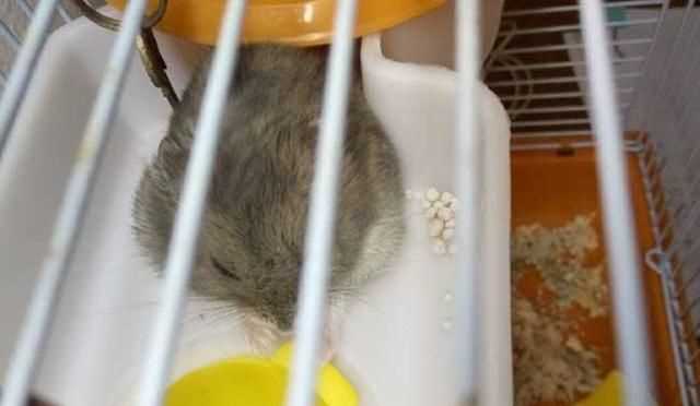 倉(cāng)鼠和老鼠的區(qū)別在哪里，倉(cāng)鼠和老鼠的區(qū)別有哪些？圖1