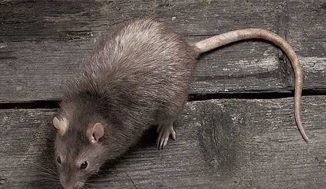 倉(cāng)鼠和老鼠的區(qū)別在哪里，倉(cāng)鼠和老鼠的區(qū)別有哪些？圖2