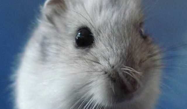 倉(cāng)鼠和老鼠的區(qū)別在哪里，倉(cāng)鼠和老鼠的區(qū)別有哪些？圖3