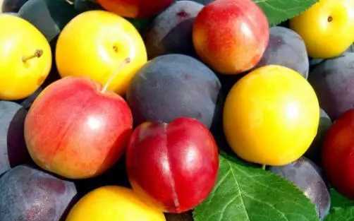 李子冷凍可以保存多久,李子太多了吃不完怎么弄圖1