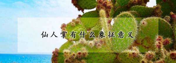 仙人掌的精神品質(zhì),仙人掌他有什么象征意義圖1