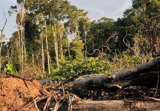 破壞森林可能會(huì)引發(fā)哪些自然災(zāi)害為什么,破壞森林對環(huán)境的危害圖1