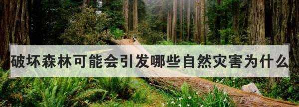 破壞森林可能會(huì)引發(fā)哪些自然災(zāi)害為什么,破壞森林對環(huán)境的危害圖2