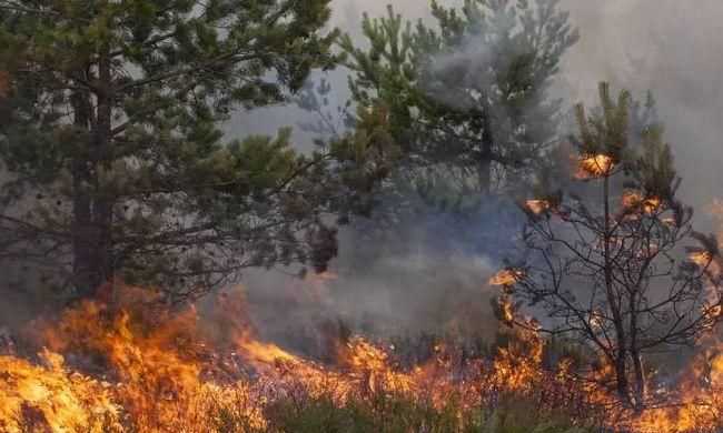 森林火災(zāi)的危害及森林防滅火的重要性是什么