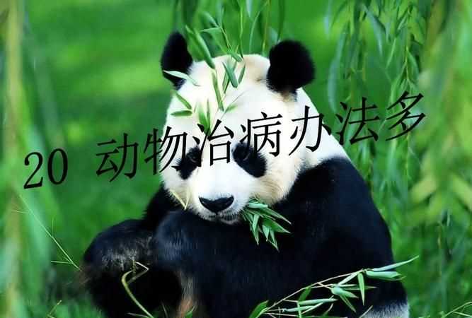 動物是怎么給自己治病的