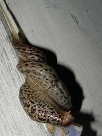 蛞蝓與蝸牛是否是同一類生物