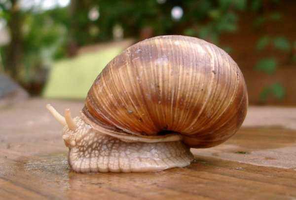 蛞蝓和蝸牛的區(qū)別,蛞蝓是蝸牛 蛞蝓是不是蝸牛圖3