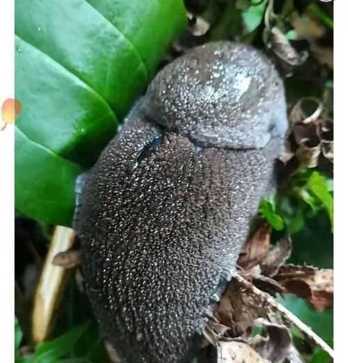 蛞蝓不是蝸牛嗎