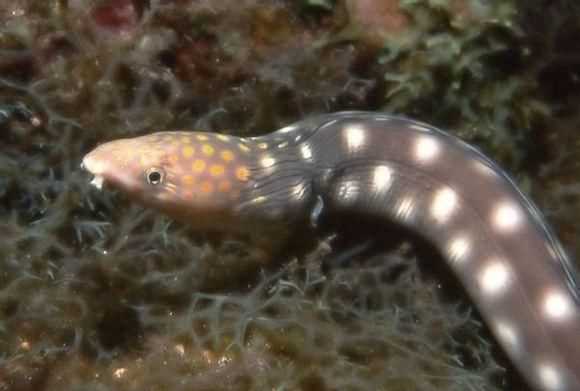 電鰻靠什么放電