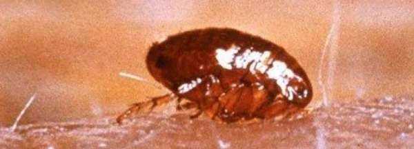 跳蚤有翅膀,跳蚤會(huì)飛嗎?有翅膀嗎?圖2