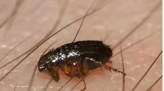 跳蚤有翅膀,跳蚤會(huì)飛嗎?有翅膀嗎?圖4