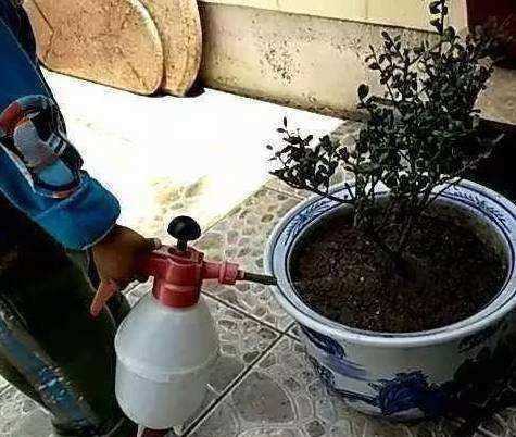 香蕉皮泡水幾天能澆花,香蕉皮泡水的泡多長時(shí)間才能用來澆花圖7