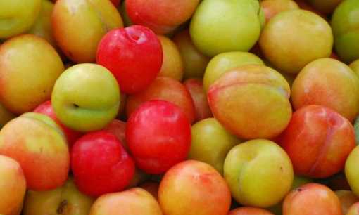 李子吃了對(duì)胃有影響,為什么多吃李子不好圖3