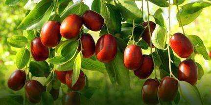 李子吃了對(duì)胃有影響,為什么多吃李子不好圖7