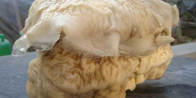 “太歲”究竟是動物還是植物